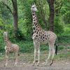 Meet The Bronx Zoo's Adorable New Baby Giraffe